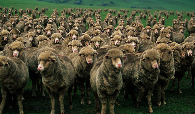 Farming includes the <br> production of Merino wool